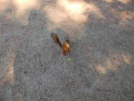 Squirrel on the track. photo