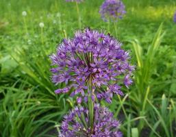 allium. púrpura flores foto