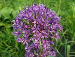 allium. púrpura flores foto