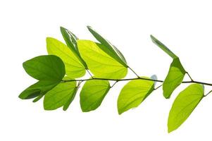 Bauhinia purpurea, green purpurea leaves on white background, isolate photo