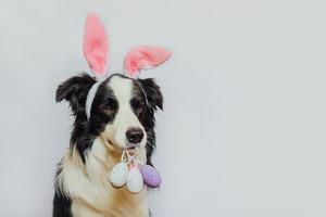 Happy Easter concept. Preparation for holiday. Cute puppy dog border collie wearing bunny ears holding Easter colorful eggs in mouth isolated on white background. Spring greeting card. photo