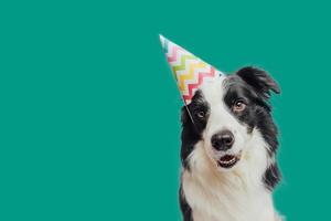 Happy Birthday party concept. Funny cute puppy dog border collie wearing birthday silly hat isolated on green background. Pet dog on Birthday day. photo