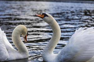 A couple of mute swans swim in the pond photo