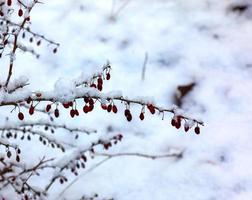 Branches of Berberis sibirica in winter with red ripe berries. After thawing, a little snow and droplets of frozen water remain on the berries and branches. Blurred selective focus photo