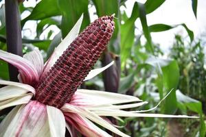 purple corn harvest with exposed husks in the field photo