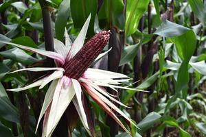 purple corn harvest with exposed husks in the field photo