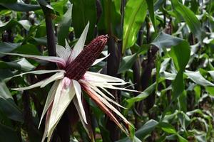 purple corn harvest with exposed husks in the field photo