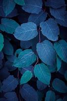 beautiful blue plant leaves in wintertime, blue background photo