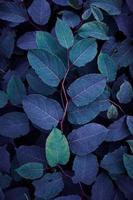 hermosa azul planta hojas en invierno, azul antecedentes foto