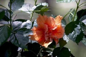 An orange flower in a garden photo