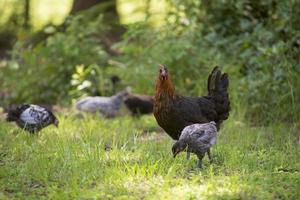 A mother hen and many chicks on a farm photo