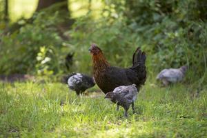 A mother hen and many chicks on a farm photo
