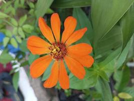 The Orange Daisy photo