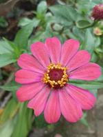 The Pink Daisy photo