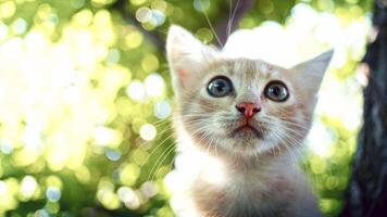 Animal World Stock Photos, Images and Backgrounds for Free Download Animal World Stock Photos, Images and Backgrounds for Free Download