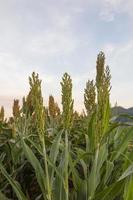 sorgo en campo foto