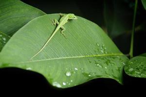 Iguanas are a genus of lizards that live in the tropics of Central America, South America and the Caribbean islands. These lizards were first described by an Austrian zoologist ,macro wallpaper,iguana photo