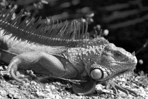 Las iguanas son un género de lagartijas que viven en los trópicos de América Central, América del Sur y las islas del Caribe. estos lagartos fueron descritos por primera vez por un zoólogo austríaco, papel tapiz macro, iguana foto