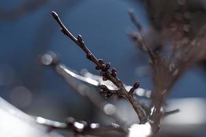 Natur in the Sun photo