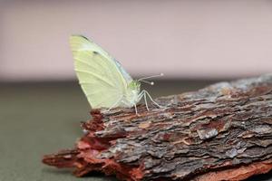 kohlweissling schmetterling frisch geschluepft foto