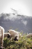 blacknosesheep schaf wolle foto