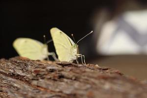 Kohlweissling Schmetterling frisch geschluepft photo