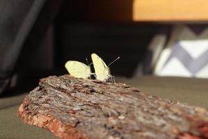 kohlweissling schmetterling frisch geschluepft foto