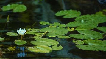 lotus blomma löv i vatten i natur video