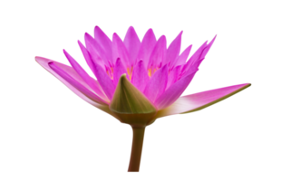Lotus flower on transparent background png