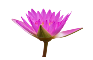 lotus bloem Aan transparant achtergrond png