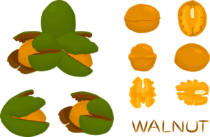 big set different types walnut in nutshell png