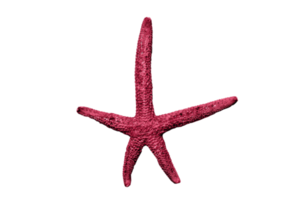 Pink starfish isolated on a transparent background png