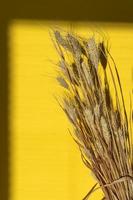 Yellow wheat ears on a yellow background photo