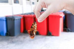 Hand holding cockroach on bin, eliminate cockroach in bin, Cockroaches as carriers of disease photo