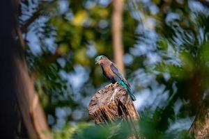 Indian Roller perched on tree photo