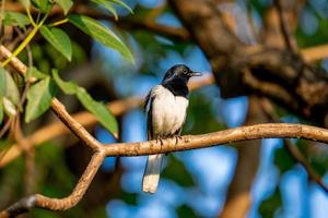 Urraca oriental petirrojo posado en un árbol foto