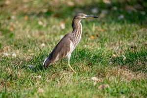 Chinese pond heron stand on the field photo