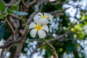 Frangipani, Plumeria, Temple Tree, Graveyard Tree blooming in the garden bokeh background photo