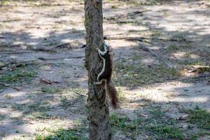 Squirrel climbing tree in the garden photo