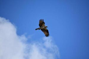 Osprey with Ruffled Feathers Extended in Flight photo