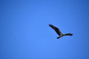 Looking into the Face of a Flying Fish Hawk photo