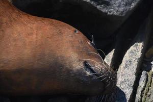 Dead Harbor Seal Up Close in the Summer Sun photo