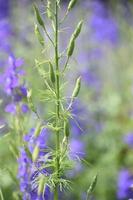Delphinium When the Flowers Have Passed On photo
