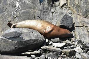 cuerpo de un puerto sello en costero rocas foto