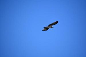 Osprey with Wings Extended in Flight in Blue Sky photo