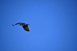 Stunning View of an Osprey Bird in Flight photo