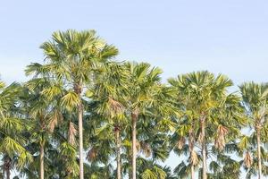 View of palm trees photo