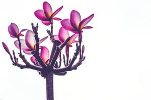 background Flower  Plumeria Pink photo