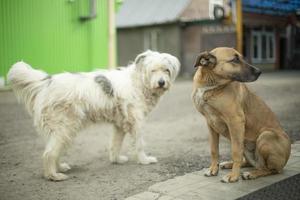 Dogs get to know each other. Two stray dogs on street. Animals are friends. photo