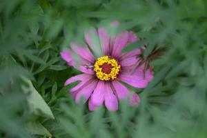 rosado flores debajo el verdor selectivo atención en polen foto
